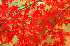 紅葉狩り２０２１