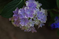 続庭紫陽花