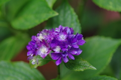 実家の紫陽花（雨上がり）