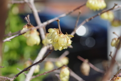 蝋梅もマクロで