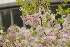 雨上がりお花見2021