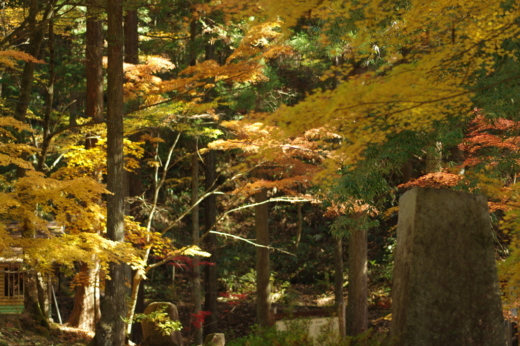 紅葉狩り