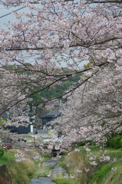 雨上がり一人でお花見