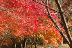 紅葉狩り