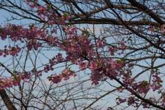 河津桜2020