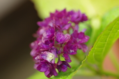 今更紫陽花