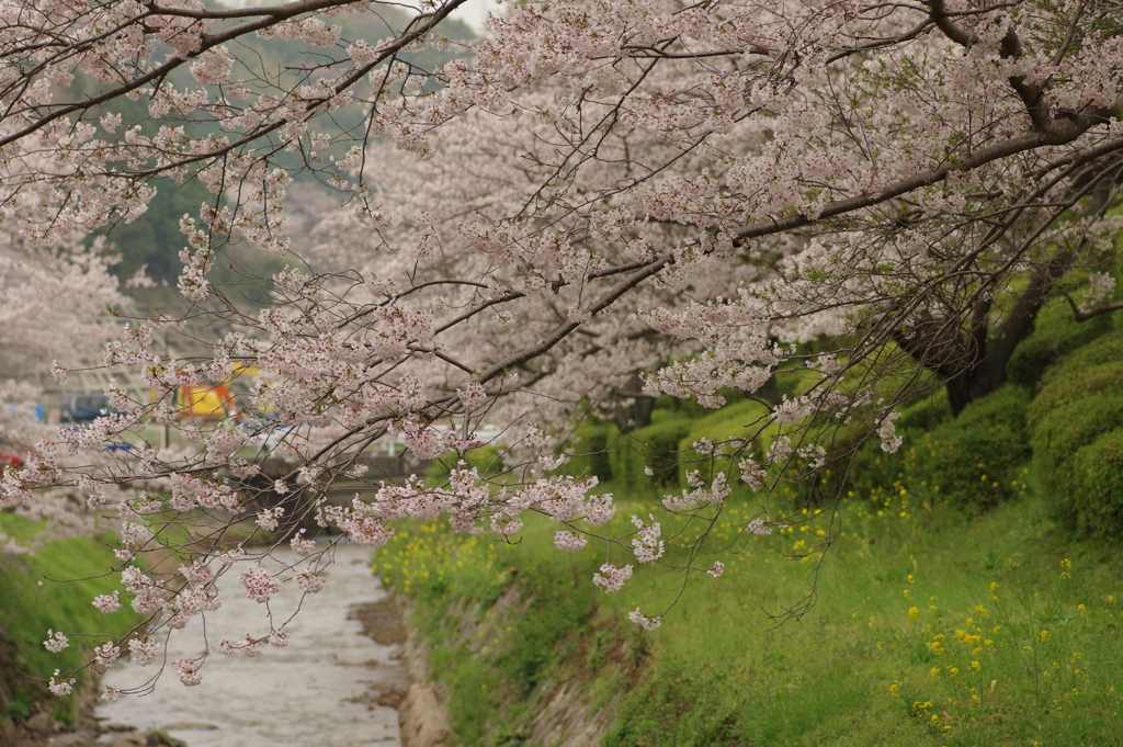 雨上がりお花見2021