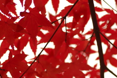 紅葉狩り２０２１