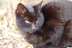 black cat