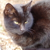 black cat