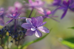 実家の紫陽花