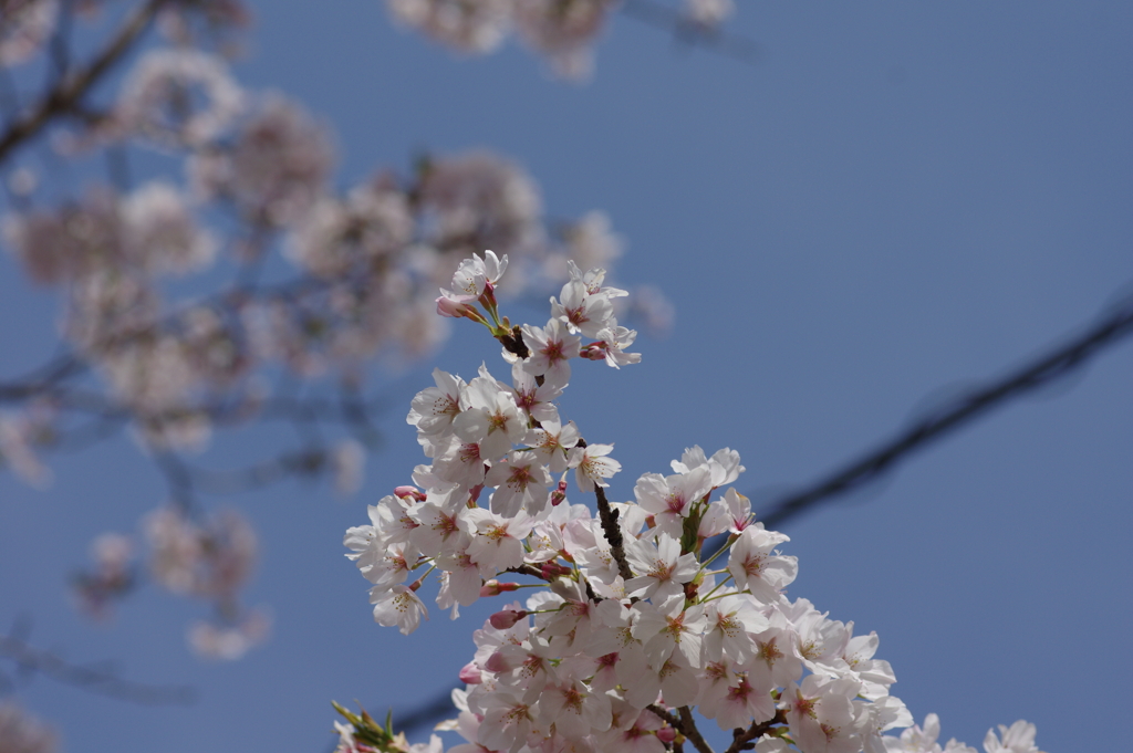 今年の桜は見頃が撮れず
