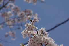 今年の桜は見頃が撮れず