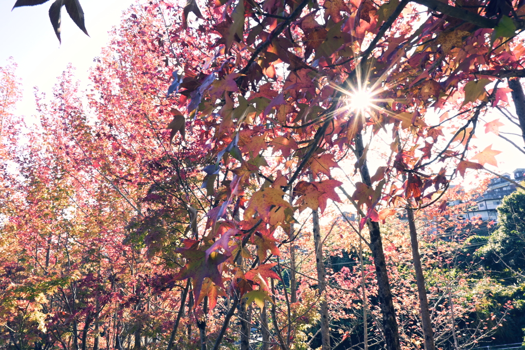 スポーツ公園内でウォーキング撮影