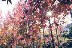 スポーツ公園内でウォーキング撮影