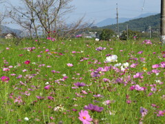 コンデジでカメラ練習中