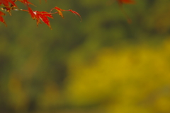 夫婦で紅葉狩り