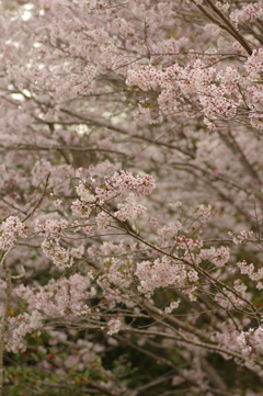 サクラサク別日