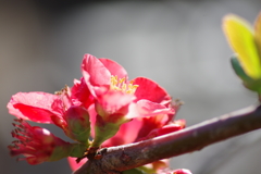 ひっそりと咲いていた木瓜の花