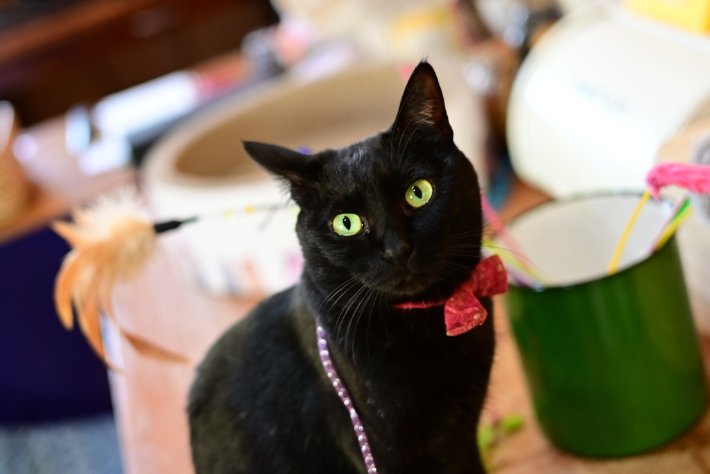 山猫軒