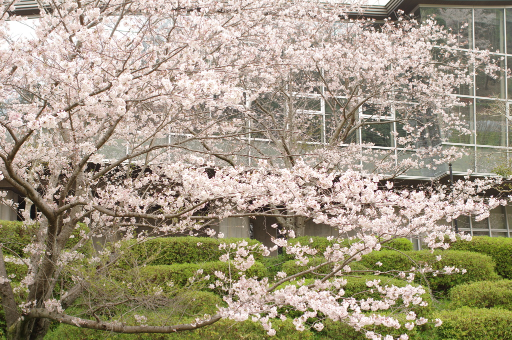 雨上がりお花見2021