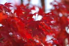 伊藤公記念公園の紅葉