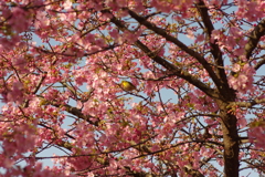 河津桜2020