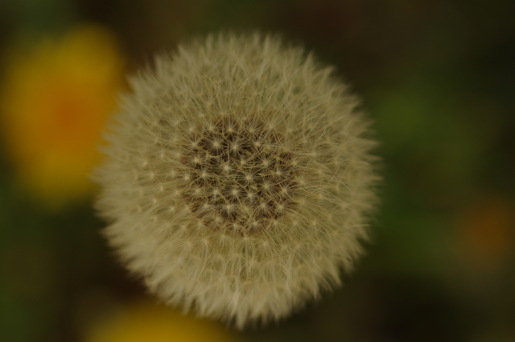 Dandelion