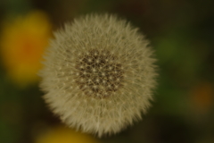 Dandelion