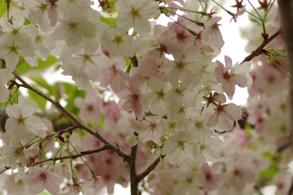 雨上がりお花見2021