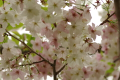 雨上がりお花見2021