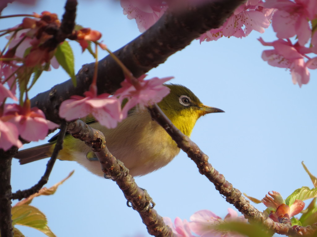 桜とメジロ