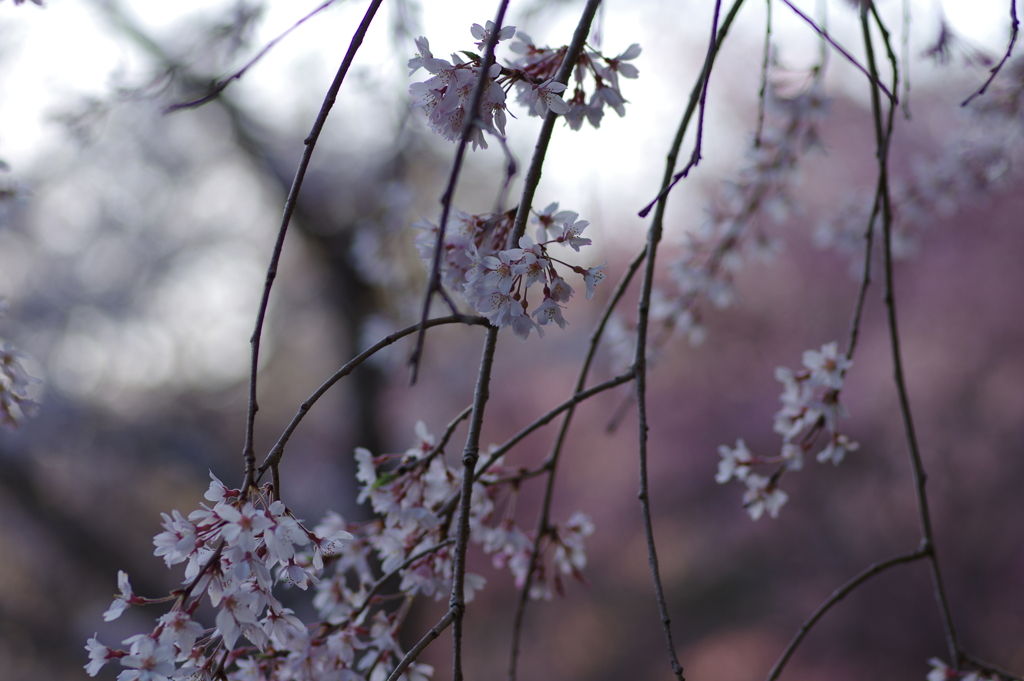 夕暮れ花見