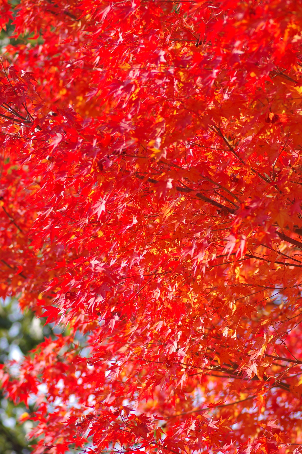 伊藤公記念公園の紅葉