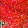 伊藤公記念公園の紅葉
