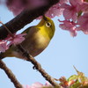 桜とメジロ