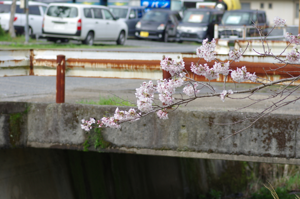 雨上がり一人でお花見