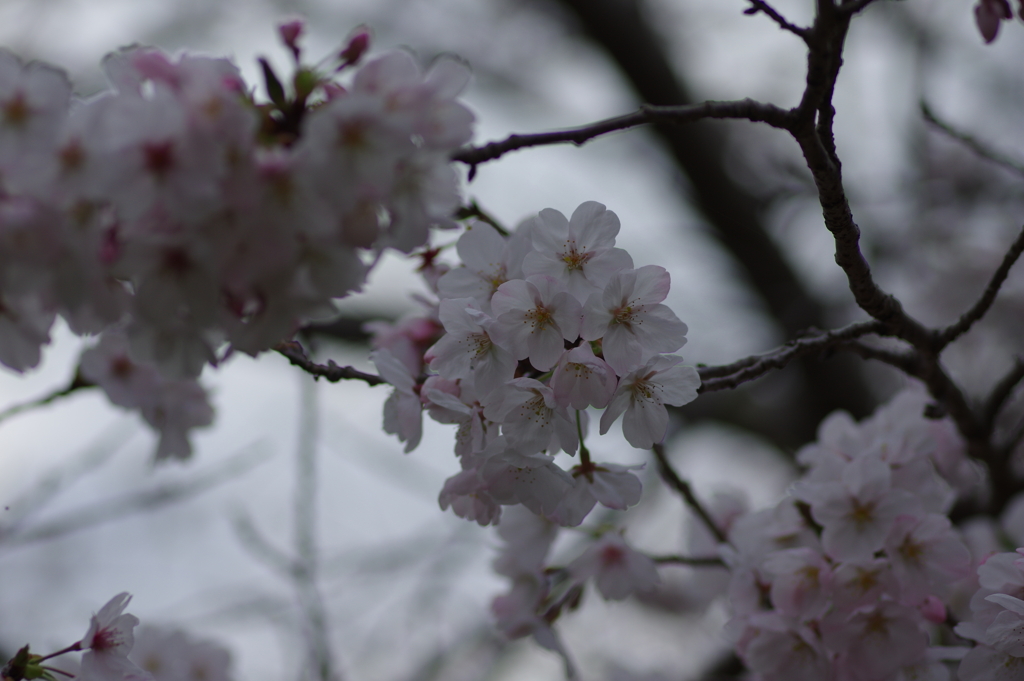 子供を抱えながらの花見