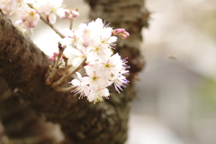 庭の桜