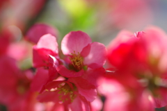 ひっそりと咲いていた木瓜の花