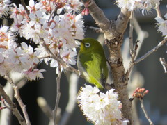 桜とメジロ