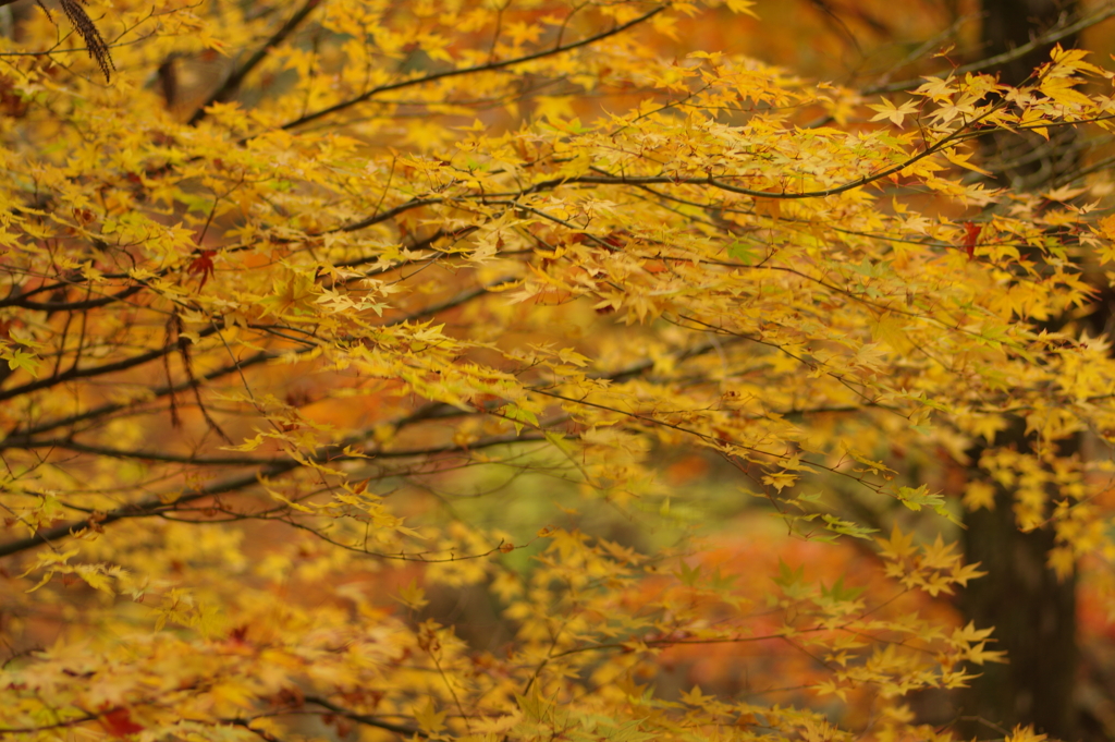 紅葉狩り２０２１