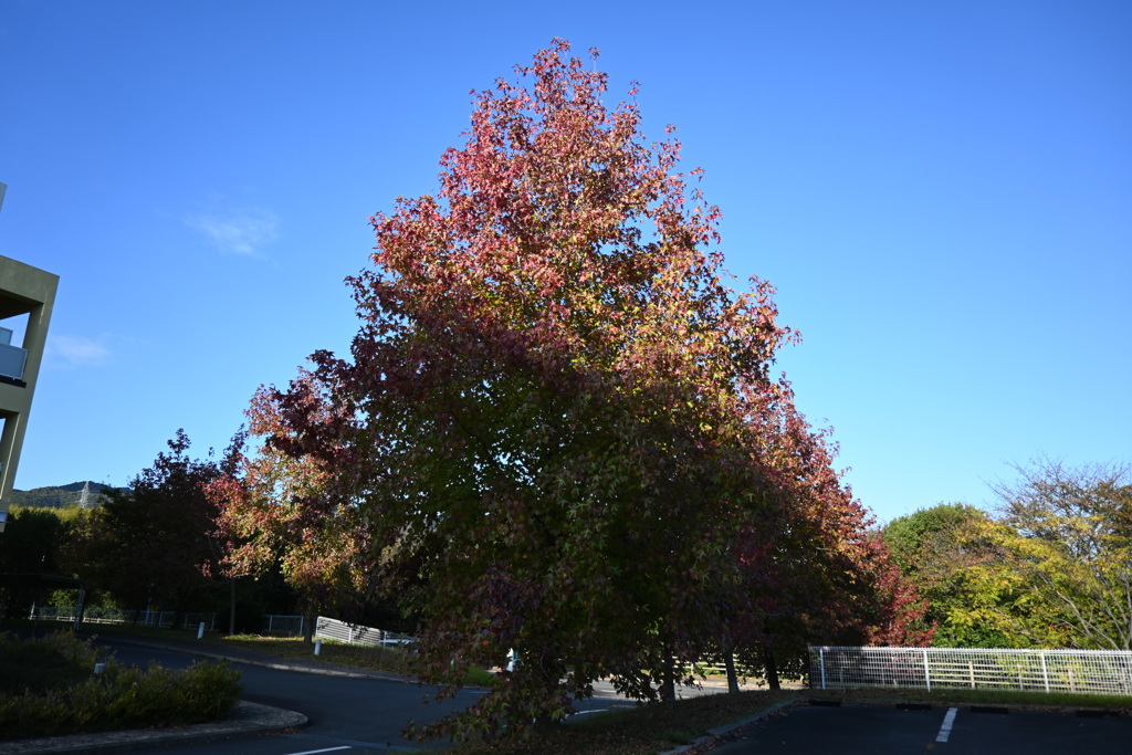 初めての一眼と紅葉W