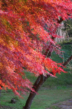 伊藤公記念公園の紅葉