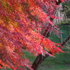伊藤公記念公園の紅葉