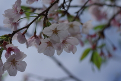 雨上がり一人でお花見