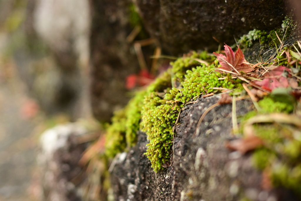 夫婦で紅葉狩り