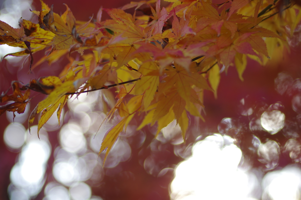 伊藤公記念公園の紅葉