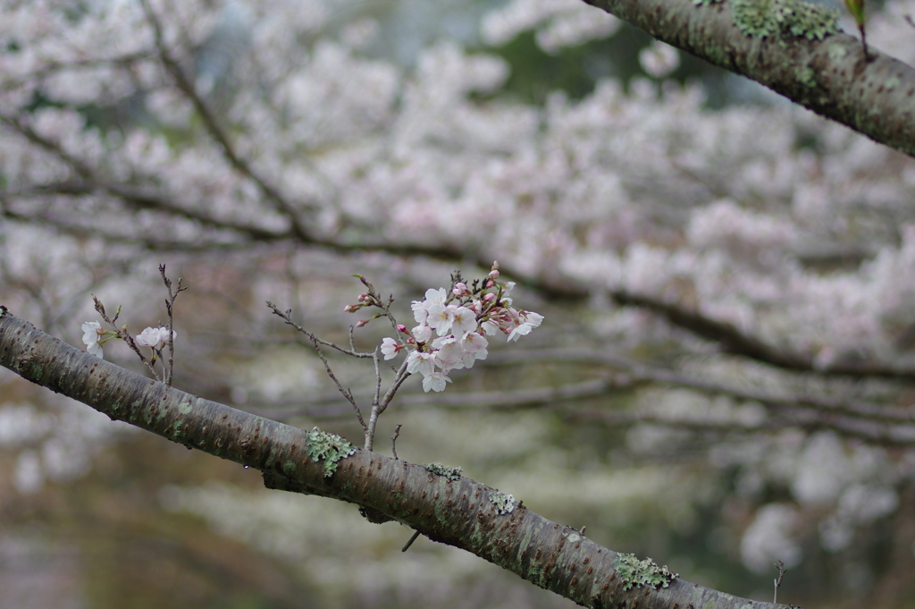 雨上がり一人でお花見