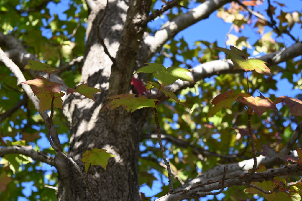 初めての一眼と紅葉W